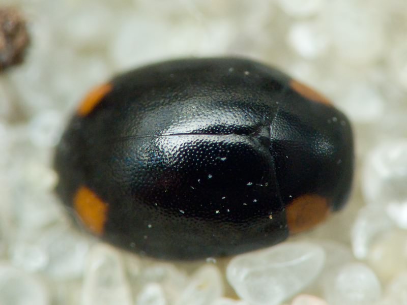 Hyperaspis reppensis (Herbst, 1783)